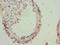 Golgi SNAP Receptor Complex Member 2 antibody, A50261-100, Epigentek, Immunohistochemistry paraffin image 
