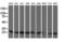Copper Metabolism Domain Containing 1 antibody, LS-C337778, Lifespan Biosciences, Western Blot image 