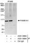 Family With Sequence Similarity 91 Member A1 antibody, A301-589A, Bethyl Labs, Immunoprecipitation image 