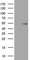 Vimentin antibody, TA801360BM, Origene, Western Blot image 