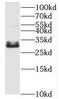 Histone H1.1 antibody, FNab03881, FineTest, Western Blot image 
