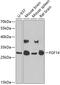 Fibroblast Growth Factor 14 antibody, GTX33198, GeneTex, Western Blot image 
