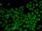 Inhibitor Of DNA Binding 3, HLH Protein antibody, orb167289, Biorbyt, Immunocytochemistry image 