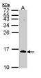 Cell Division Cycle 26 antibody, TA308099, Origene, Western Blot image 