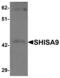 Protein shisa-9 antibody, LS-B6988, Lifespan Biosciences, Western Blot image 
