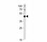 Paired Box 6 antibody, F49967-0.4ML, NSJ Bioreagents, Immunohistochemistry paraffin image 
