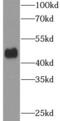 SRY-Box 8 antibody, FNab08130, FineTest, Western Blot image 