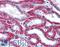 SDC2 antibody, LS-B2981, Lifespan Biosciences, Immunohistochemistry frozen image 