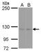 SEC23-interacting protein antibody, PA5-78359, Invitrogen Antibodies, Western Blot image 