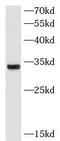 ATP Synthase F1 Subunit Gamma antibody, FNab00705, FineTest, Western Blot image 