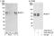 H/ACA ribonucleoprotein complex subunit 4 antibody, A302-591A, Bethyl Labs, Western Blot image 