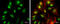 Fizzy And Cell Division Cycle 20 Related 1 antibody, GTX111200, GeneTex, Immunofluorescence image 