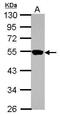 Zinc Finger Protein 597 antibody, GTX122972, GeneTex, Western Blot image 