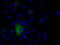 Atrial natriuretic peptide receptor 3 antibody, LS-C115069, Lifespan Biosciences, Immunofluorescence image 