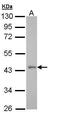 Probable G-protein coupled receptor 32 antibody, PA5-28736, Invitrogen Antibodies, Western Blot image 