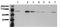 Catenin Beta 1 antibody, AM00017PU-N, Origene, Western Blot image 