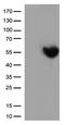 PD-L1 antibody, CF812987, Origene, Western Blot image 