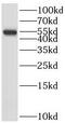 Signal Recognition Particle 54 antibody, FNab08233, FineTest, Western Blot image 