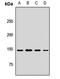 MYB Binding Protein 1a antibody, orb412279, Biorbyt, Western Blot image 
