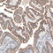 Serpin Family E Member 3 antibody, HPA051904, Atlas Antibodies, Immunohistochemistry paraffin image 