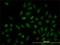 Nuclear Receptor Subfamily 1 Group H Member 4 antibody, H00009971-M02, Novus Biologicals, Immunofluorescence image 