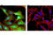 DRG1 antibody, 9485T, Cell Signaling Technology, Immunofluorescence image 