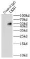 Serine/Threonine Kinase 11 antibody, FNab04802, FineTest, Immunoprecipitation image 