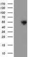 Protein Dok-7 antibody, TA504816AM, Origene, Western Blot image 