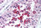 Ring Finger Protein 216 antibody, MBS241344, MyBioSource, Immunohistochemistry frozen image 