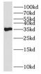 Hydroxysteroid 17-Beta Dehydrogenase 7 antibody, FNab04029, FineTest, Western Blot image 