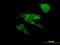 Sodium Voltage-Gated Channel Alpha Subunit 8 antibody, LS-C198153, Lifespan Biosciences, Immunofluorescence image 