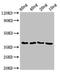 Cell division protein FtsZ antibody, orb53255, Biorbyt, Western Blot image 