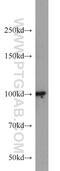 DEAD-Box Helicase 23 antibody, 10199-2-AP, Proteintech Group, Western Blot image 