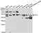 P2Y2R antibody, TA332911, Origene, Western Blot image 