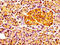 Cholecystokinin receptor type A antibody, CSB-PA004772LA01HU, Cusabio, Immunohistochemistry paraffin image 