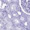 Marginal Zone B And B1 Cell Specific Protein antibody, PA5-60493, Invitrogen Antibodies, Immunohistochemistry paraffin image 