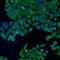 Akt antibody, orb213540, Biorbyt, Immunofluorescence image 