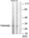 14-3-3 Epsilon antibody, abx013879, Abbexa, Western Blot image 