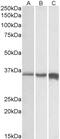 Calpain-1 catalytic subunit antibody, 43-259, ProSci, Enzyme Linked Immunosorbent Assay image 