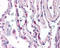 Complement C5a Receptor 1 antibody, SM1182AS, Origene, Immunohistochemistry paraffin image 