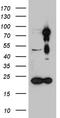 Histone Deacetylase 9 antibody, TA805393, Origene, Western Blot image 