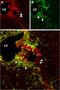 Cyclic nucleotide-gated olfactory channel antibody, GTX54816, GeneTex, Immunohistochemistry frozen image 