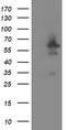 Docking Protein 7 antibody, LS-C337744, Lifespan Biosciences, Western Blot image 