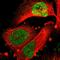 Nuclear Factor I B antibody, HPA003956, Atlas Antibodies, Immunocytochemistry image 