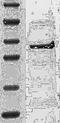 Janus Kinase 2 antibody, TA354617, Origene, Western Blot image 