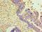HSJ1 antibody, LS-C369544, Lifespan Biosciences, Immunohistochemistry frozen image 
