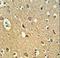 Osteomodulin antibody, LS-C100682, Lifespan Biosciences, Immunohistochemistry frozen image 