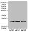 Claudin 20 antibody, A62282-100, Epigentek, Western Blot image 