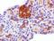 GSF antibody, NBP2-22150, Novus Biologicals, Immunohistochemistry frozen image 