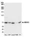 Mitogen-Activated Protein Kinase Kinase Kinase 3 antibody, A303-133A, Bethyl Labs, Western Blot image 